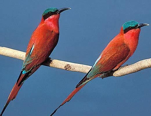 Northern carmine bee-eater Northern Carmine Beeeater Hitches Rides Snags Bugs Animal