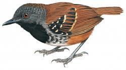 Northern chestnut-tailed antbird wwwhbwcomsitesdefaultfilesstyleslargeapub