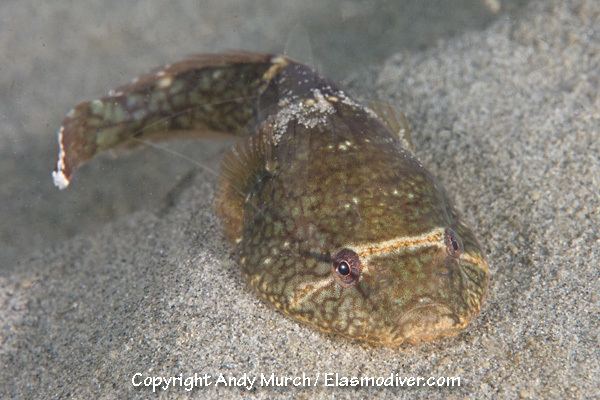 Northern clingfish Northern Clingfish Pictures images of Gobiesox maeandrichs