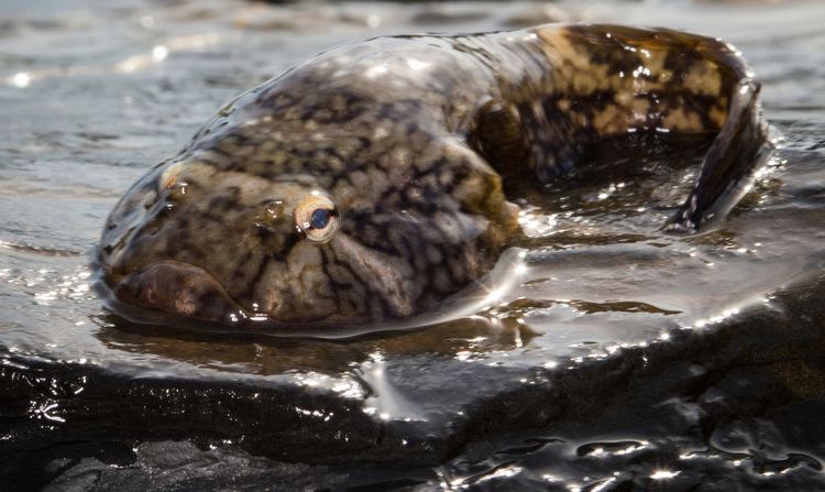 Northern clingfish UW video on clingfish takes top prize at Ocean 180 competition UW