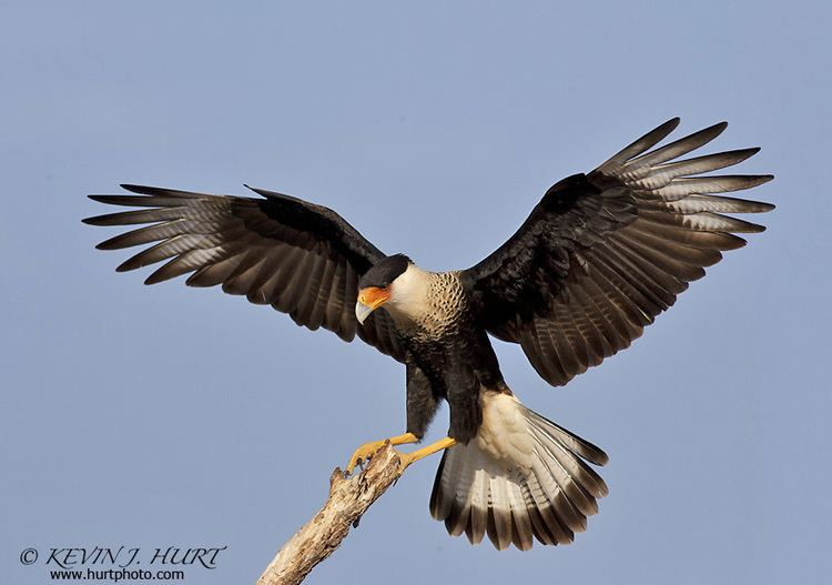 Northern crested caracara Chasing the Northern Crested Caracara Drew39s Journal