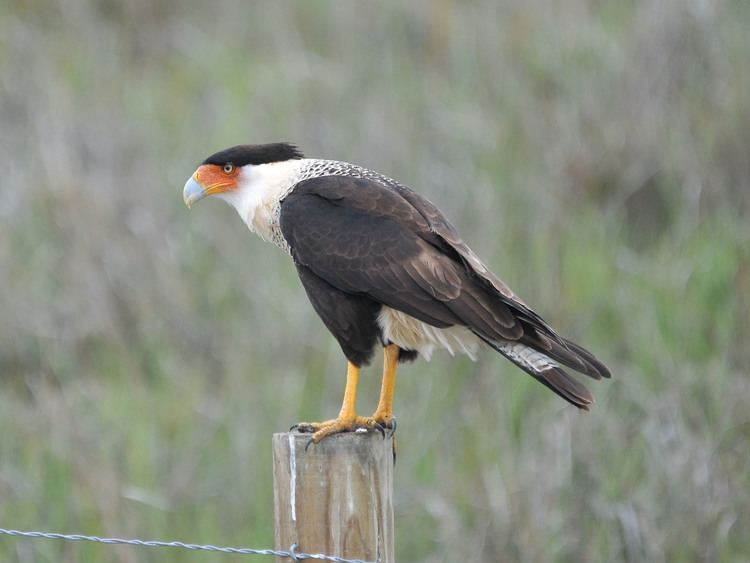 Northern crested caracara The Online Zoo Northern Crested Caracara
