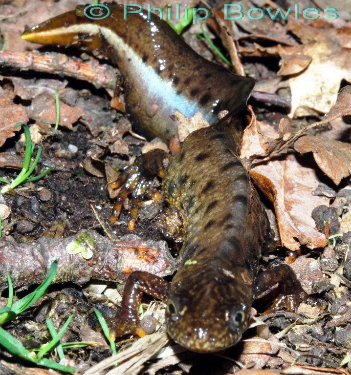 Northern crested newt Great Crested Newt