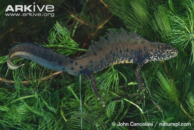Northern crested newt Great crested newt videos photos and facts Triturus cristatus
