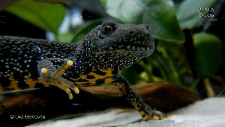 Northern crested newt Great Crested Newt Triturus cristatus Guest from the wild