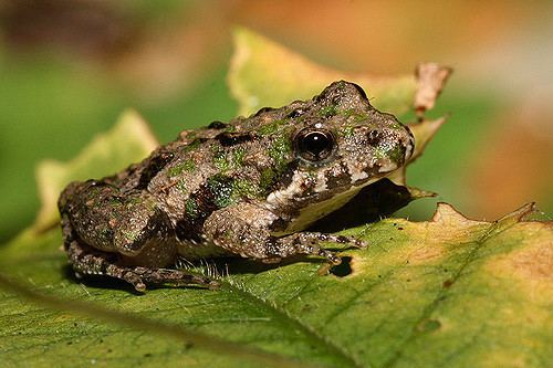 Northern cricket frog Northern Cricket Frog A Northern Cricket Frog from Warren Flickr