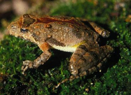 Northern cricket frog Northern Cricket Frog Outdoor Alabama