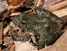 Northern cricket frog httpsuploadwikimediaorgwikipediacommonsthu