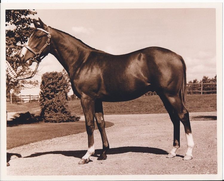 Northern Dancer Northern Dancer a Very Unlikely Hero Canadian Horse Racing Hall of