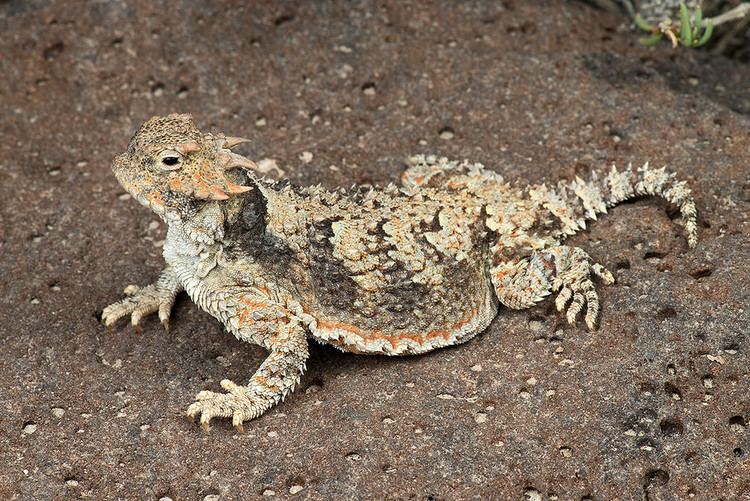 Northern desert horned lizard httpsc2staticflickrcom8711075875273744b8f