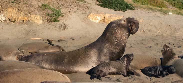 Northern elephant seal The Marine Mammal Center Northern Elephant Seal