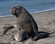 Northern elephant seal Northern elephant seal Wikipedia