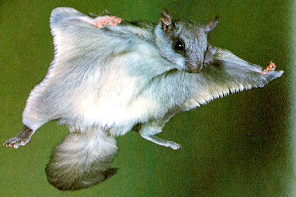 Northern flying squirrel Northern Flying Squirrel