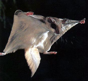 Northern flying squirrel Northern Flying Squirrel Sierra Forest Legacy