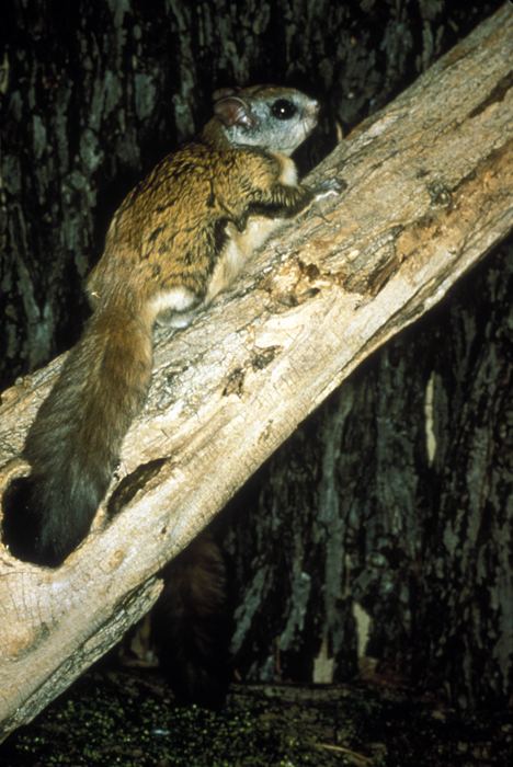 Northern flying squirrel wwwnhptvorgwildimagesnorthernflyingsquirrelus