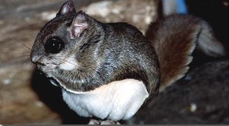 Northern flying squirrel Wild South Carolina Flying Squirrel