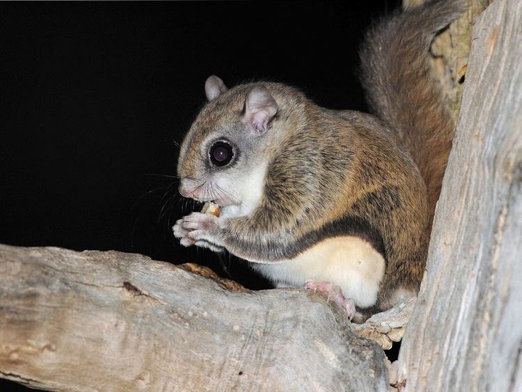 Northern flying squirrel lakechamplainorganisms Northern Flying Squirrel