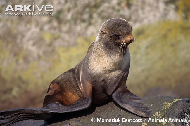 Northern fur seal Northern fur seal videos photos and facts Callorhinus ursinus