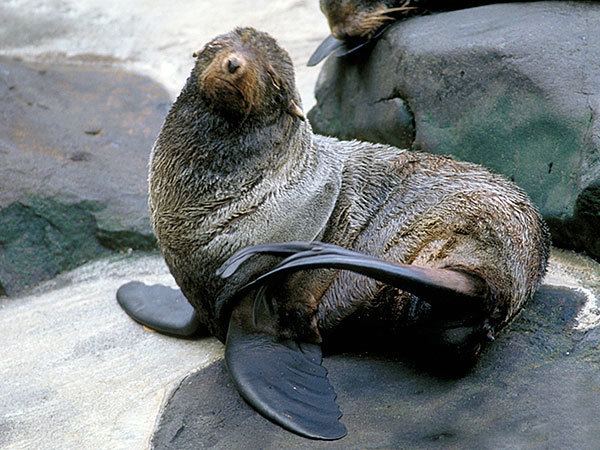 Northern fur seal Northern Fur SealEndangered animals listOur endangered animals