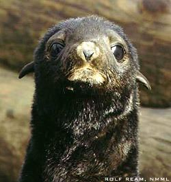 Northern fur seal marinebioorguploadCallorhincusursinus1jpg