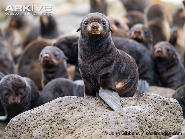 Northern fur seal Northern fur seal videos photos and facts Callorhinus ursinus