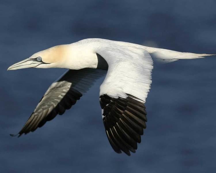 Northern gannet d2fbmjy3x0sduacloudfrontnetsitesdefaultfiles