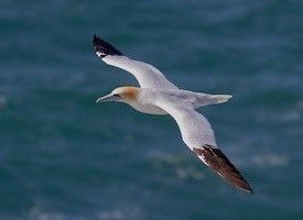 Northern gannet Northern Gannet Identification All About Birds Cornell Lab of