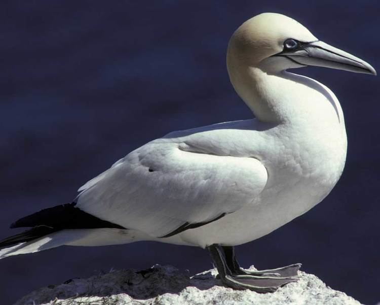 Northern gannet Northern Gannet Audubon Field Guide