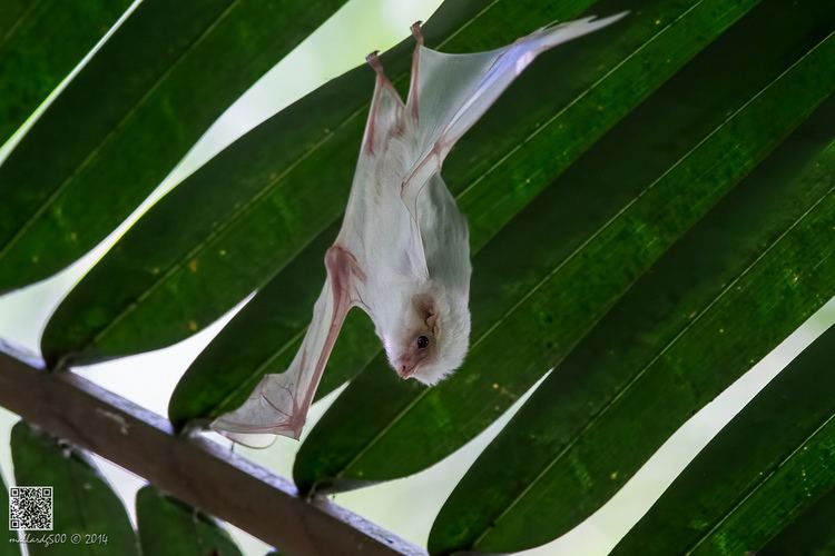 Northern ghost bat Northern Ghost Bat Caribbean Rainforest Costa Rica Phoo Chan