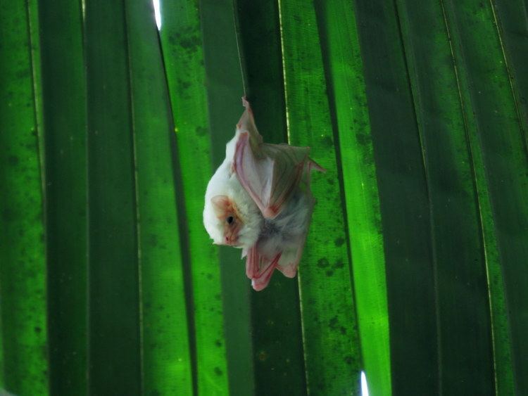 Northern ghost bat costaricaguidecomwpcontentuploads201508No