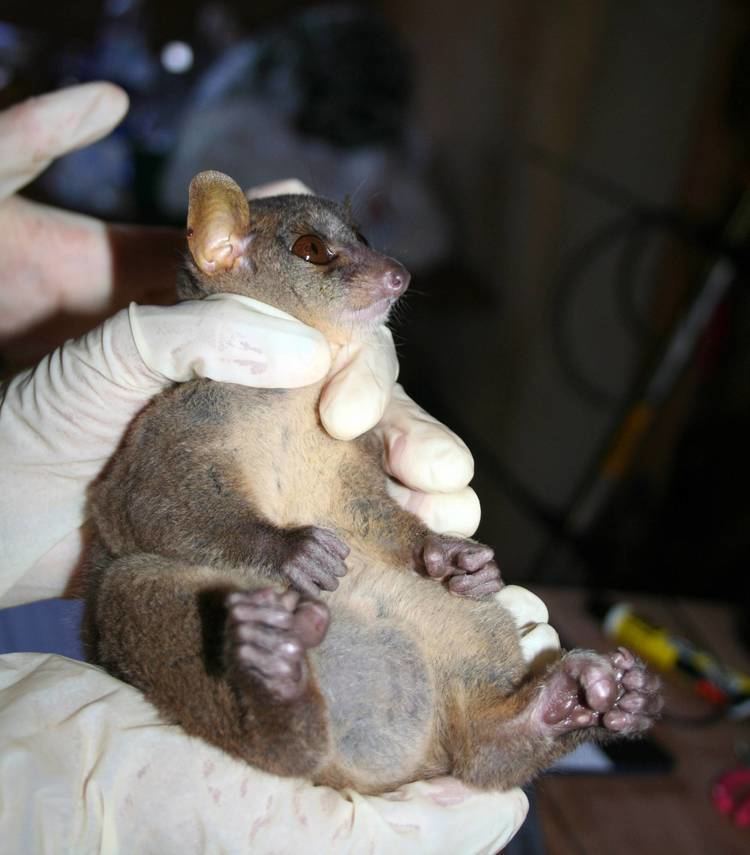 Northern giant mouse lemur Northern Giant Mouse Lemurs Have Enormous Testicles IFLScience