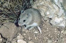 Northern grasshopper mouse naturalhistorysiedumnathumbnailsimages815432