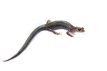 Northern gray-cheeked salamander httpsuploadwikimediaorgwikipediacommonsthu