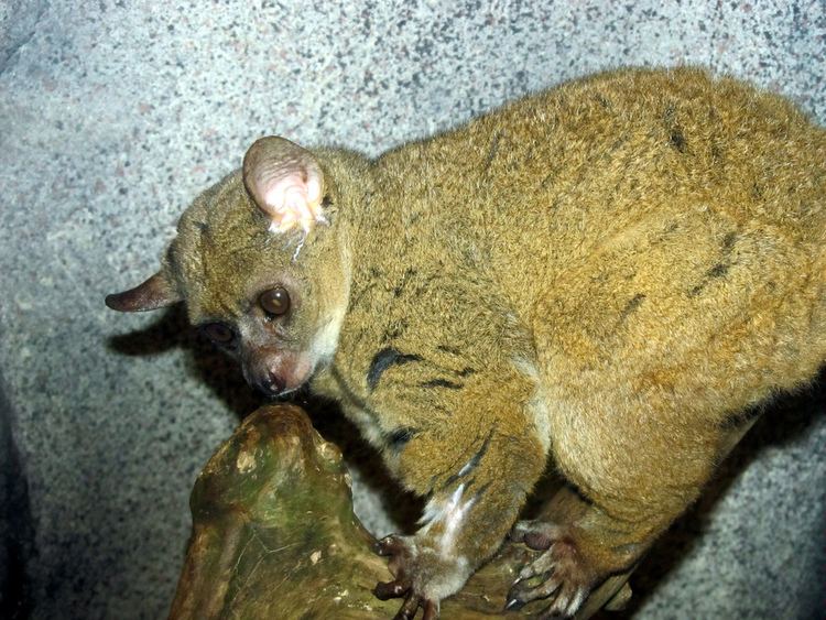 Northern greater galago FileNorthern Greater Galagojpg Wikimedia Commons