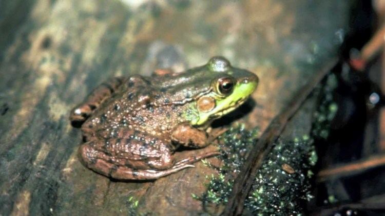 Northern green frog Northern Green Frog Lithobates clamitans melanota YouTube
