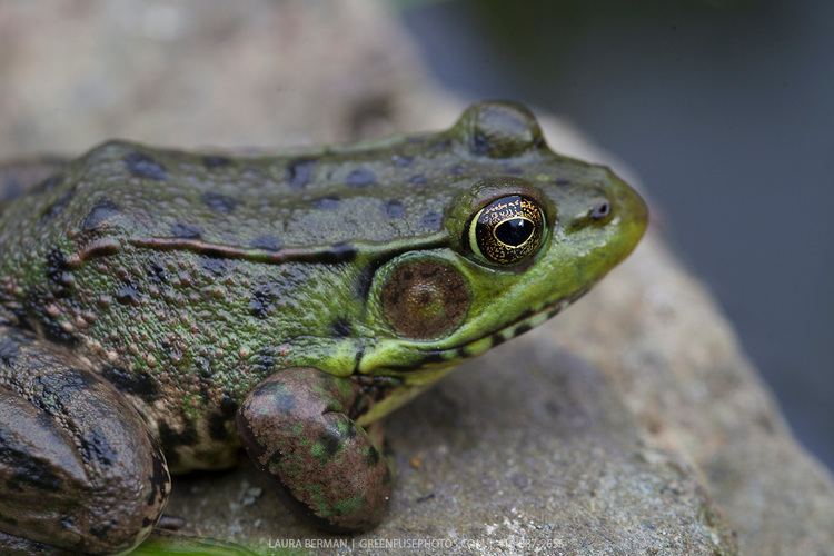 Northern green frog - Wikipedia