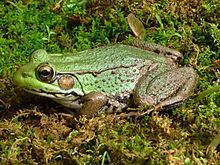 Northern green frog httpsuploadwikimediaorgwikipediacommonsthu
