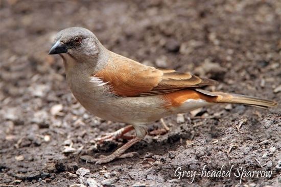 Northern grey-headed sparrow Northern Greyheaded Sparrow BirdForum Opus