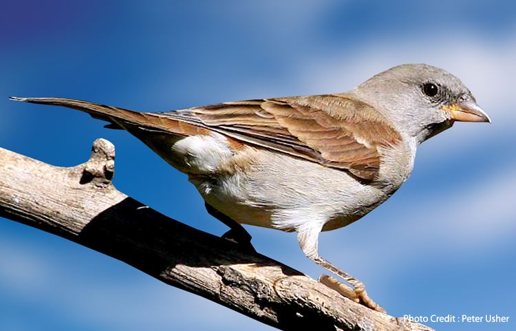 Northern grey-headed sparrow Nature Forever Society