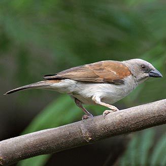 Northern grey-headed sparrow Passer griseus