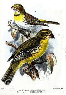 Northern grosbeak-canary httpsuploadwikimediaorgwikipediacommonsthu