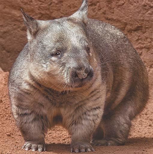 Northern hairy-nosed wombat wwwfactzoocomsitesallimgmammalsmarsupialsp