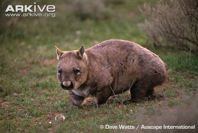 Northern hairy-nosed wombat Northern hairynosed wombat videos photos and facts Lasiorhinus