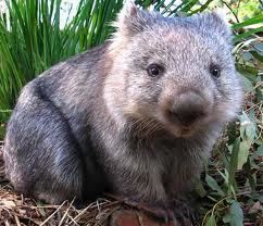 Northern hairy-nosed wombat Save Australia39s Northern HairyNosed Wombat From Extinction