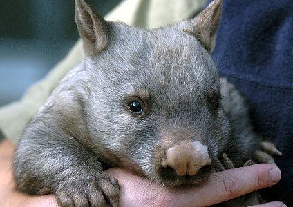 Northern hairy-nosed wombat BiodiversityWarriors Northern HairyNosed Wombat