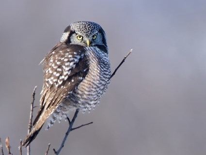 Northern hawk-owl Northern Hawk Owl Identification All About Birds Cornell Lab of