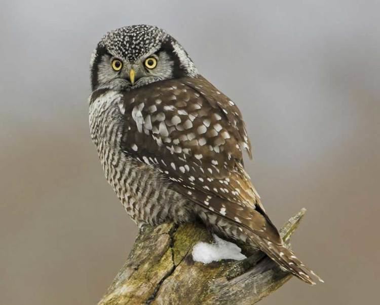 Northern hawk-owl Northern Hawk Owl Audubon Field Guide