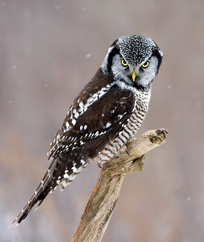 Northern hawk-owl wwwowlpagescomowlsspeciesimagesnhawkowlra