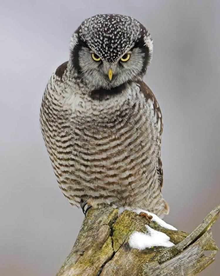 Northern hawk-owl Northern Hawk Owl Audubon Field Guide