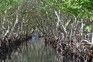 Northern Honduras mangroves httpsuploadwikimediaorgwikipediacommonsthu